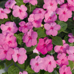 Shady Lady II Pink Hybrid Impatiens Seeds 1