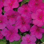 Shady Lady II Violet Hybrid Impatiens Seeds 1