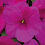 Shady Lady II Violet Hybrid Impatiens Seeds 1