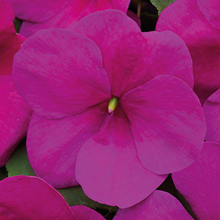 Shady Lady II Violet Hybrid Impatiens Seeds