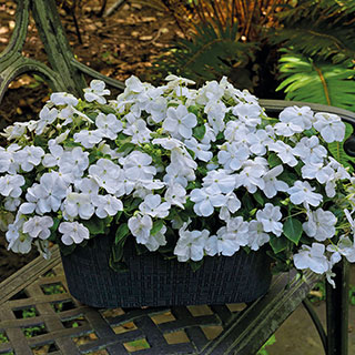 Shady Lady II White Hybrid Impatiens Seeds