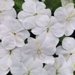 Shady Lady II White Hybrid Impatiens Seeds 1