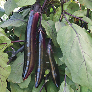 Shikou Hybrid Eggplant Seeds