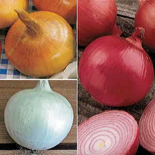 Short Day (Southern) Onion Plants Sampler Pack
