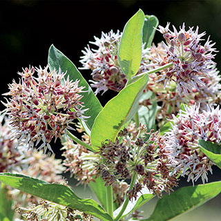 Showy Milkweed Seeds