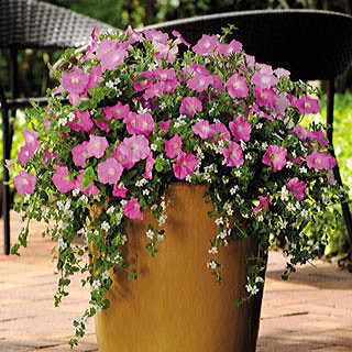 Silk 'n Satin Petunia and Bacopa Seeds