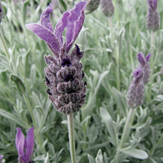 Silver Anouk Lavender