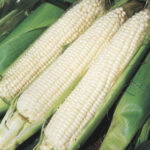 Silver Queen Hybrid Corn Seeds 1