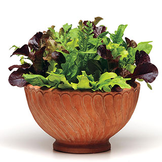 Simply Salad Alfresco Mix Seeds