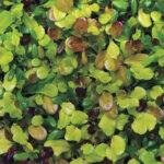 Simply Salad City Garden Mix Seeds 1