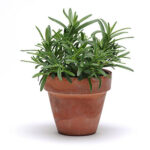 SimplyHerbs™ Rosemary Seeds 1