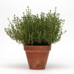 SimplyHerbs™ Thyme Seeds 1