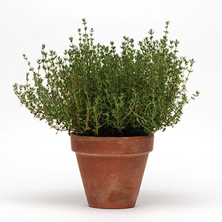 SimplyHerbs™ Thyme Seeds