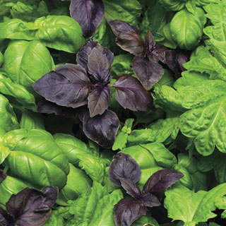 SimplyHerbs™ Try Basil Seeds