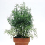 SimplyHerbs20Dill20Seeds.jpg