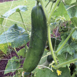 Sir Crunch a Lot Hybrid Cucumber Seeds 1