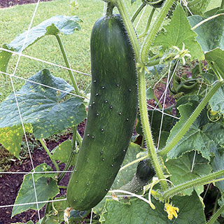 Sir Crunch a Lot Hybrid Cucumber Seeds