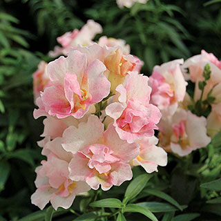 Snapdragon Twinny Appleblossom Seeds