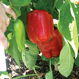 Snapper Hybrid Pepper Seeds