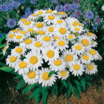 Snow Lady Shasta Daisy Seeds 1