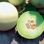 Snow Mass Honeydew Melon Seeds 1