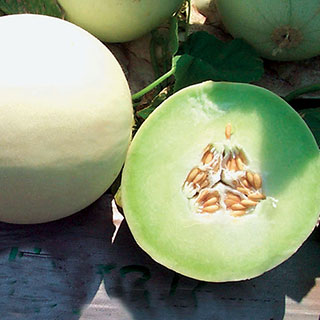 Snow Mass Honeydew Melon Seeds