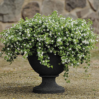 Snowtopia® Bacopa Seeds (P) Pkt of 10 seeds