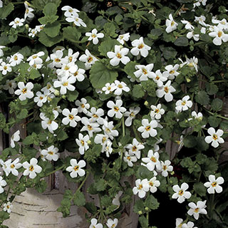 Snowtopia® Bacopa Seeds (P) Pkt of 10 seeds