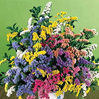 Soiree Mix Statice Flower Seeds