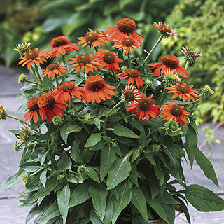 Sombrero® Adobe Orange Coneflower