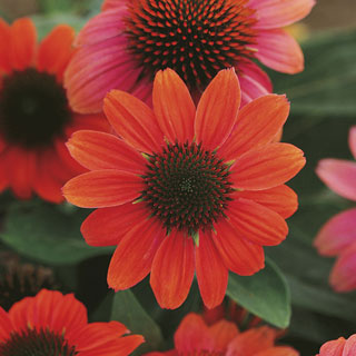 Sombrero® Hot Coral Coneflower