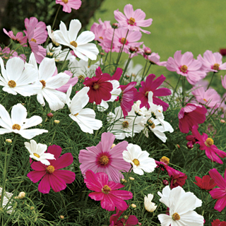 Sonata Mix Cosmos Flower Seeds