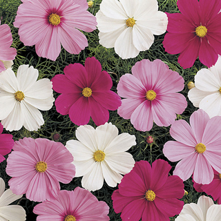 Sonata Mix Cosmos Flower Seeds