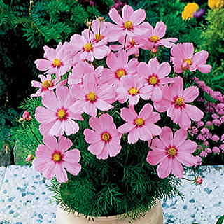 Sonata Pink Blush Cosmos Flower Seeds