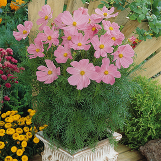 Sonata Pink Blush Cosmos Flower Seeds