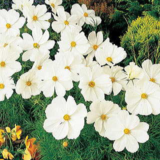 Sonata White Cosmos Flower Seeds