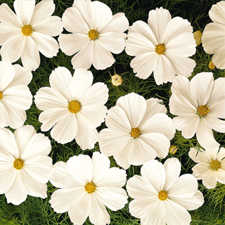 Sonata White Cosmos Flower Seeds