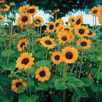 Soraya Sunflower Seeds 1