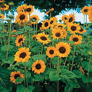 Soraya Sunflower Seeds