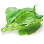 Sorrel20Plant20Seeds.jpg