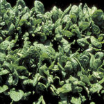 Space Hybrid Spinach Seeds 1
