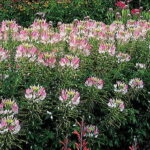 Sparkler Blush Spider Flower Seeds 1