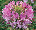 Sparkler Lavender Spider Flower Seeds 1