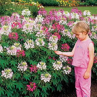 Sparkler Mix Spider Flower Seeds