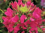 Sparkler Rose Spider Flower Seeds 1