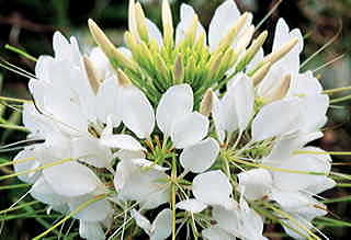 Sparkler White Spider Flower Seeds