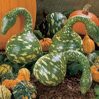 Speckled Swan Gourd Seeds