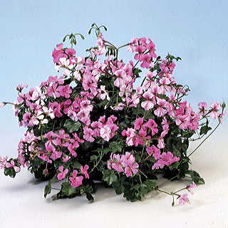 Speedy Mix Geranium Seeds