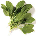 Spinach Novico Hybrid 1