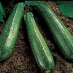 Spineless Beauty Hybrid Squash Seeds 1